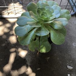 Suculenta