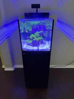 Red Sea Max 26 gallon established tank