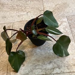 Pink Princess Philodendron