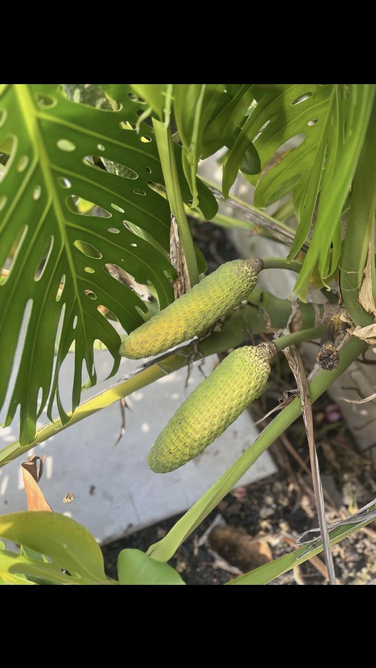 Monstera Deliciosa Fruit
