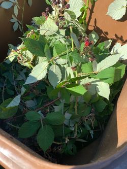 Blackberry branches