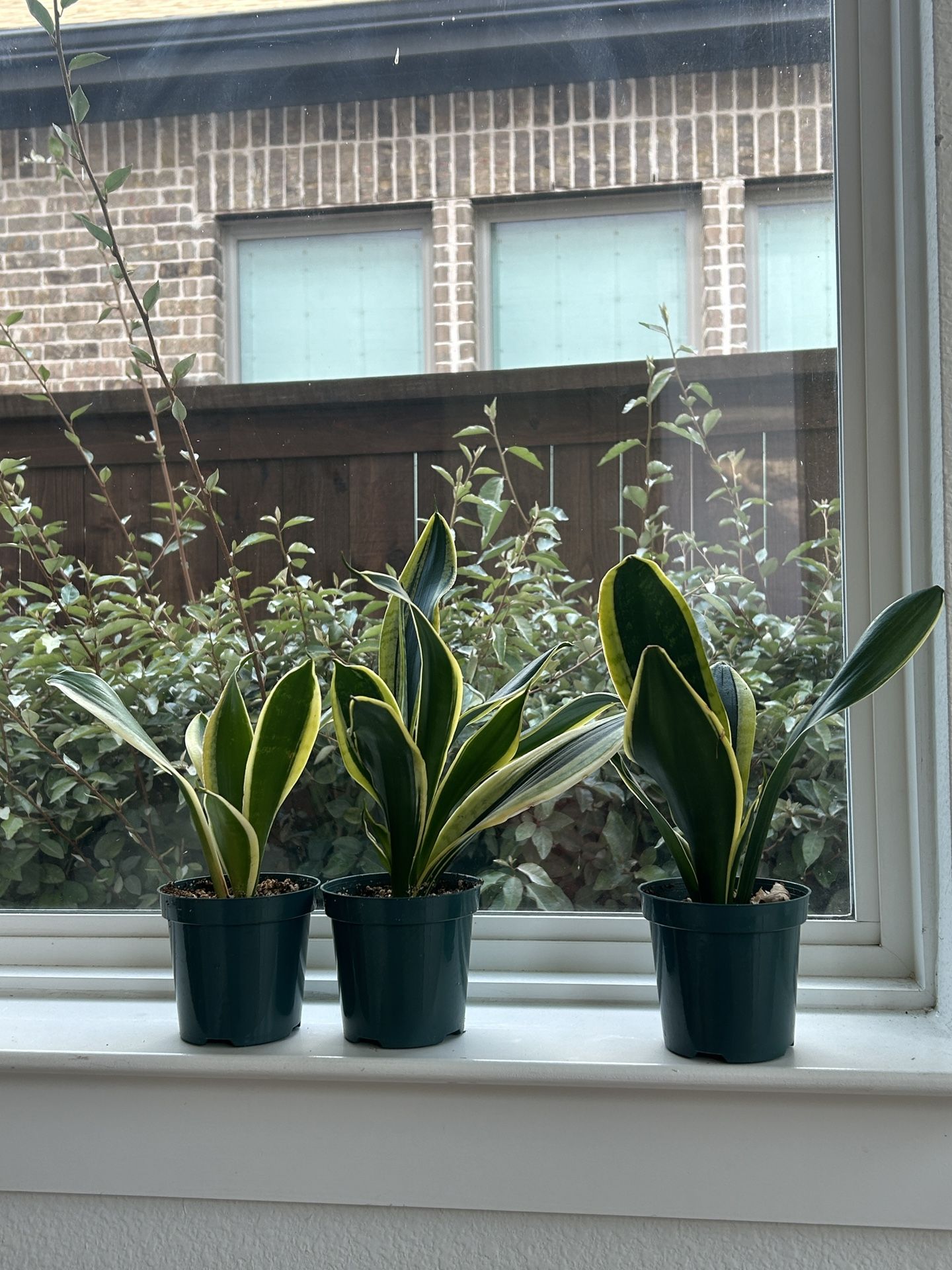 Sansevieria Black Gold Snake Plant