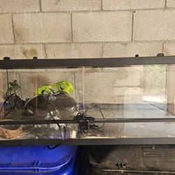 Reptile Tanks, glass tank, pet, fish tank