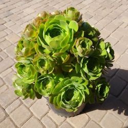 Large Aeonium Arboreum Succulent Bouquet 