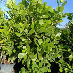 Clusia Privacy Hedge Plants 15gl $40🌿🌿