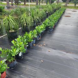 3 Gallon Clusia (Best Ones Around) (West Palm Beach)