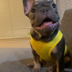 Cute Puppy Or Cat Summer Tank Tops