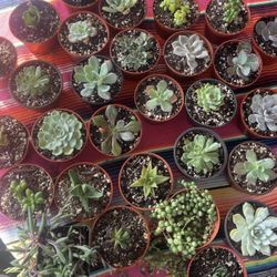 Succulents in 4 Inch Pots