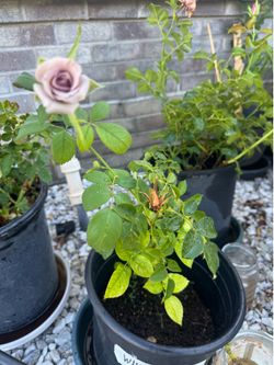 Rose bush