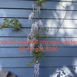 Cooke's special chinese wisteria plant