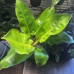 Philodendron Moonlight 