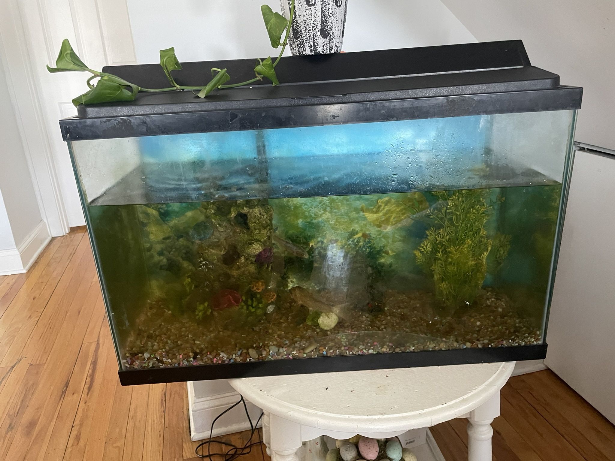 Fish Tank With Fish