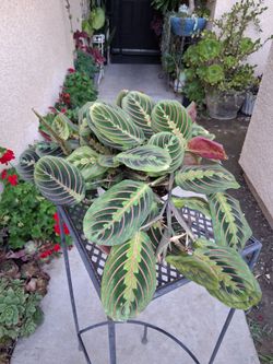 RED. Maranta Prayer Plant $30