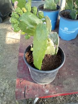 Large Blooming Prickly Pear Cactus in Pot – Rare Variety, Actively Flowering!
¡Gran Cactus Nopal