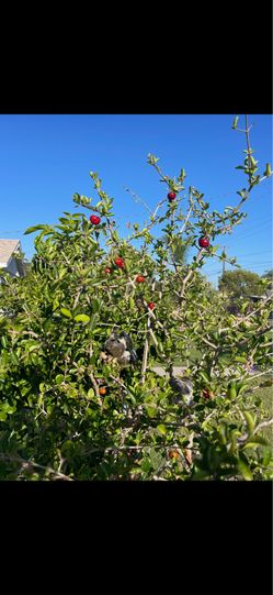 Serry or cherry