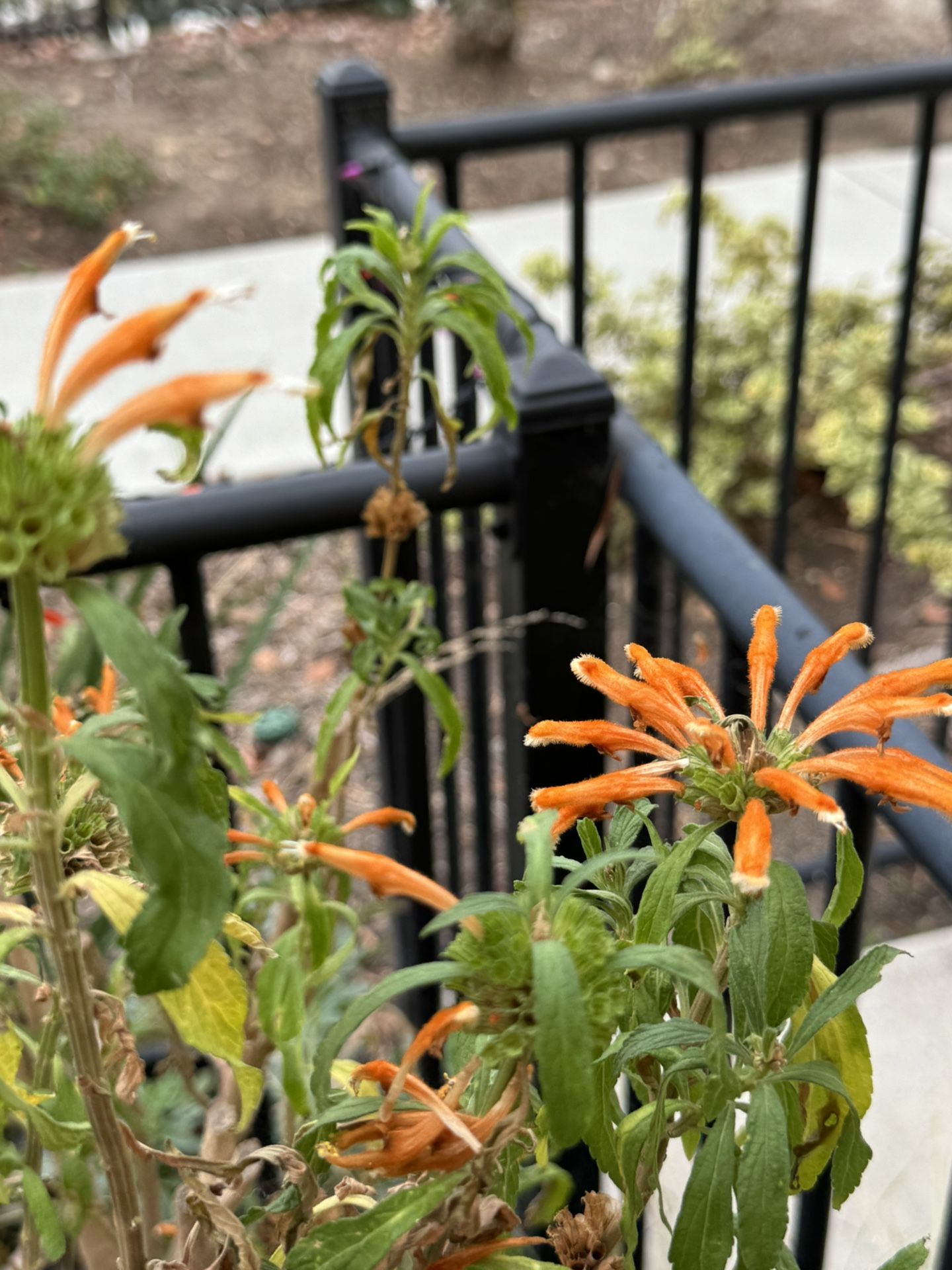Free Shrub -Lion’s Ear