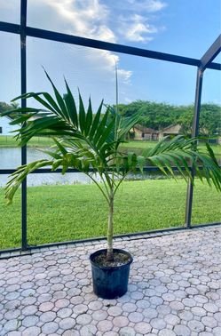 christmas palm adonidia merrillii (7 gallon)
