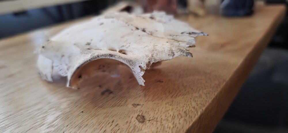 partial deer skull