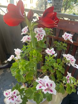 Red flowers and white flowers