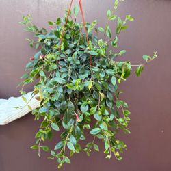 6” blooming codonanthus tambourine plant 