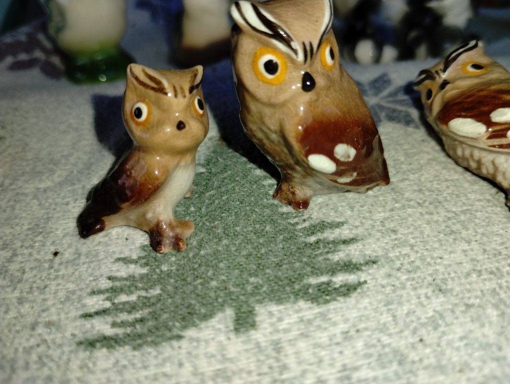 Super Cute Owls And There Is One Baby One