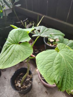 Plantas