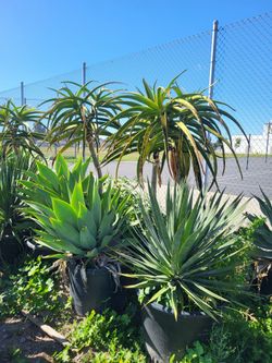 Big 24 gallon Aloe tree