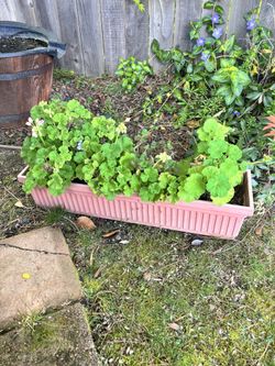 Geranium In Plastic Planter Box