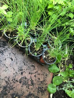 Onion or chives plant