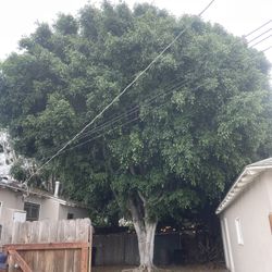 Yard Clean Up 