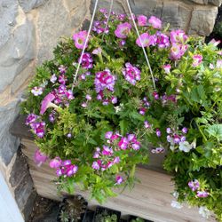 Various Hanging Baskets / Baskets 