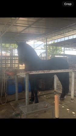 Horse Wash Rack