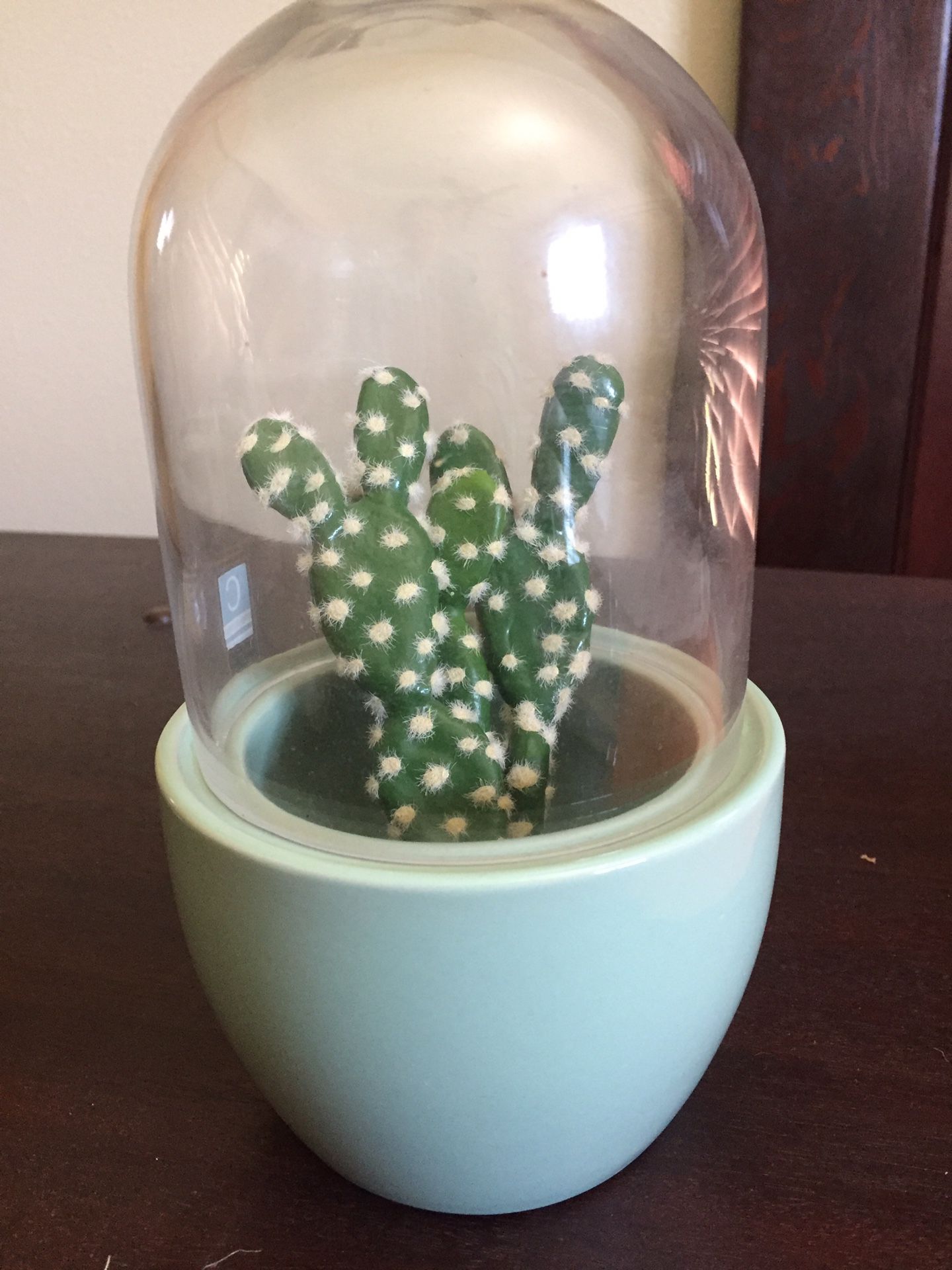Cactus cloche dome glass display