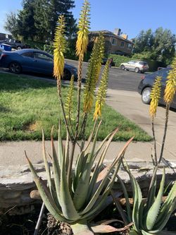 Aloe Vera Plants
