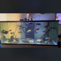 (No Fish/all Gone)150 Gallon Elite Fish tank/Aquarium 