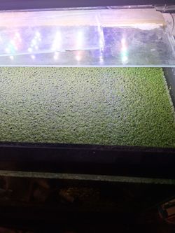 Duckweed