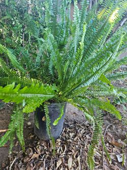 Fern. Medium in size for 15