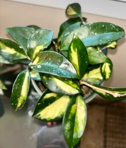 Hoya Crimson Princess little bush