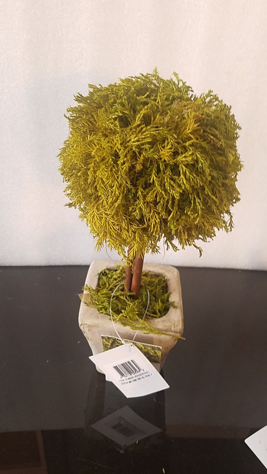 Lemon Cypress Topiary 12"