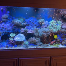 Plants For Sale/Trade 