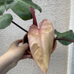 Philodendron Red Emerald Plant 