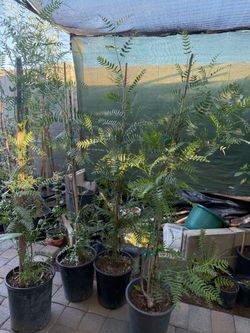 Pirul Trees In 5G 5F $50!Each Price Firm