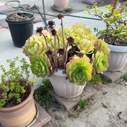 Succulant Plant