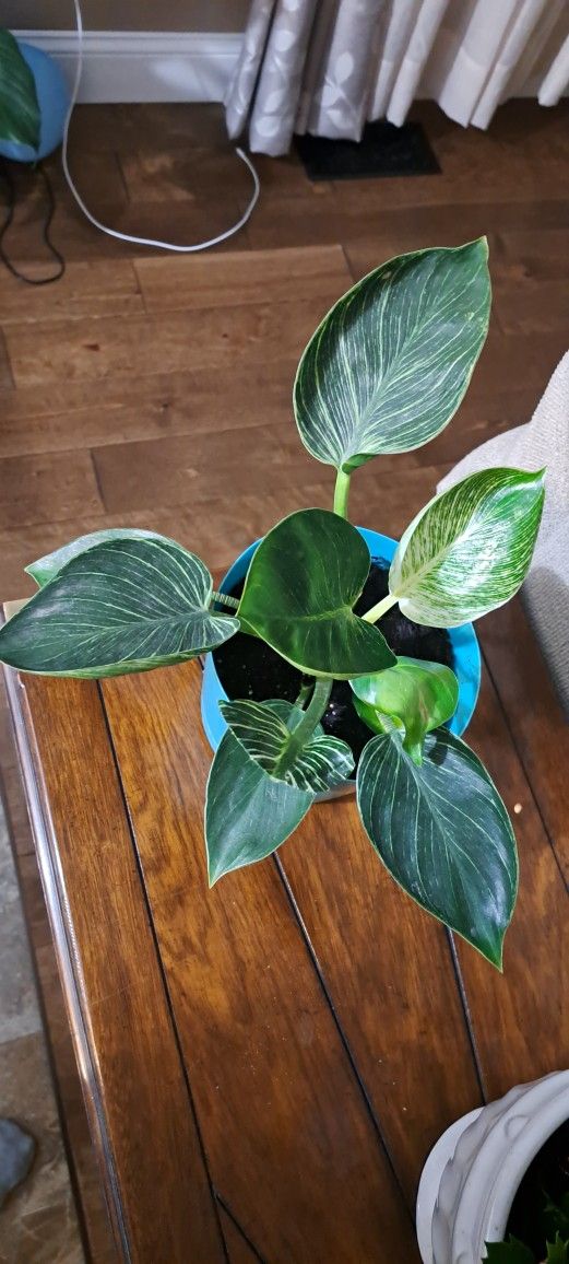Philodendron House Plant