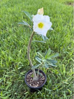Desert Rose