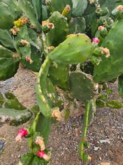 Large native prickly pear cactus plant, read description