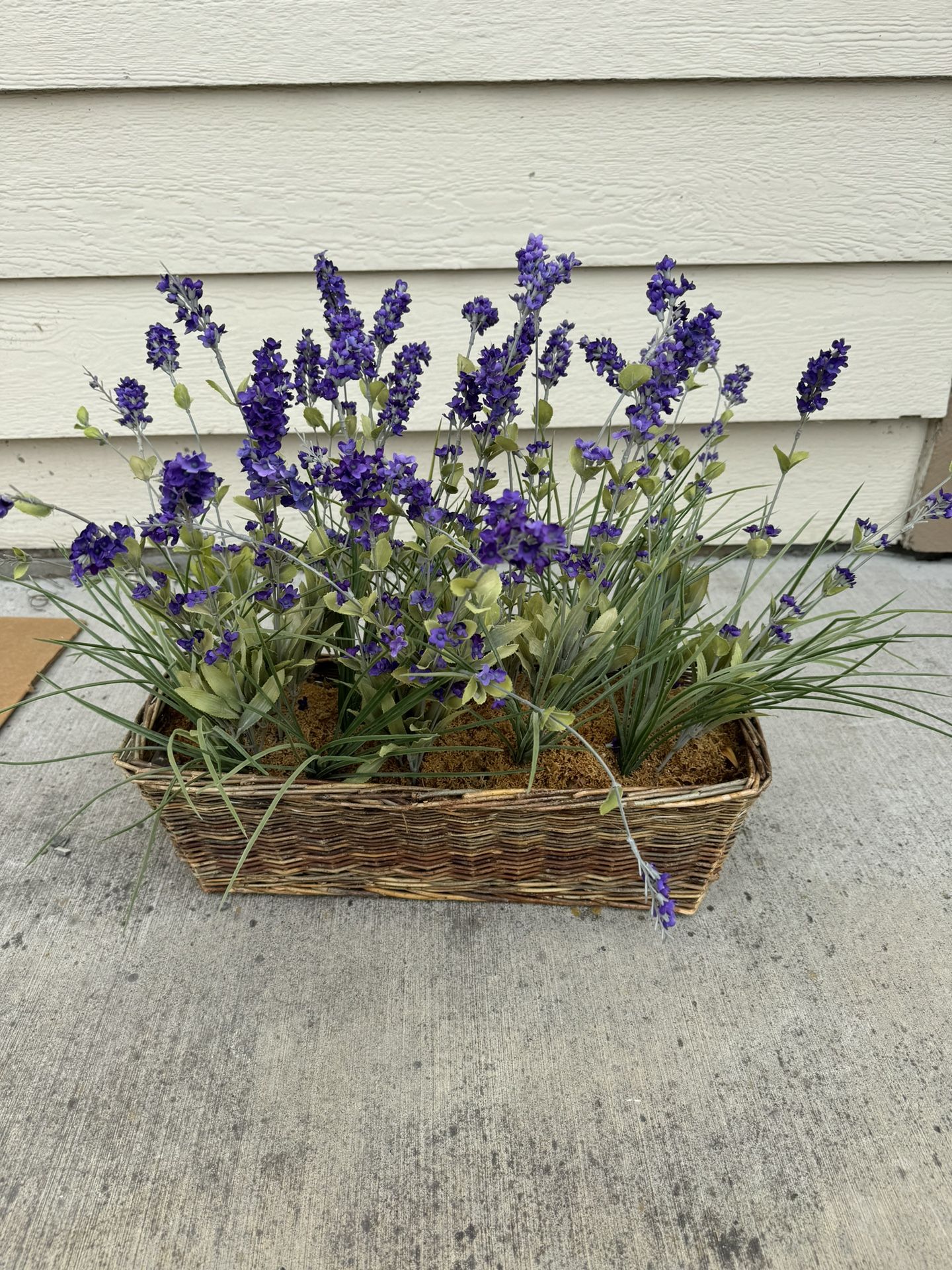 Fake Lavender Plant