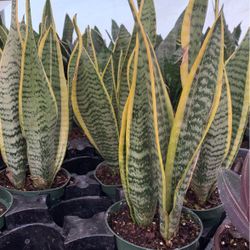 Snake Variegated  Plant 4in Pot
