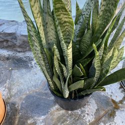 Snake Plant