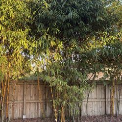 Beautiful Golden Bamboo Trees 